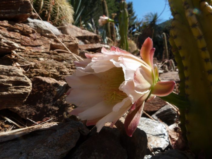 Fleur de cactus cierge