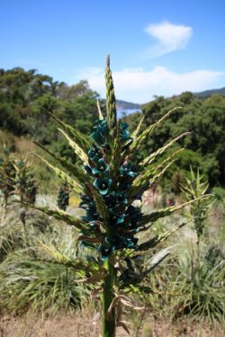 Puya, Jardin du Chili