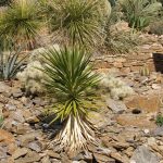 Yucca aloifolia