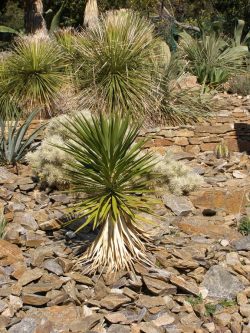 Yucca aloifolia