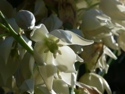 Fleurs de Yucca elephantipes