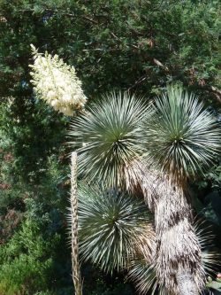 Yucca rostrata