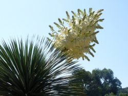 Hampe florale du Yucca rostrata