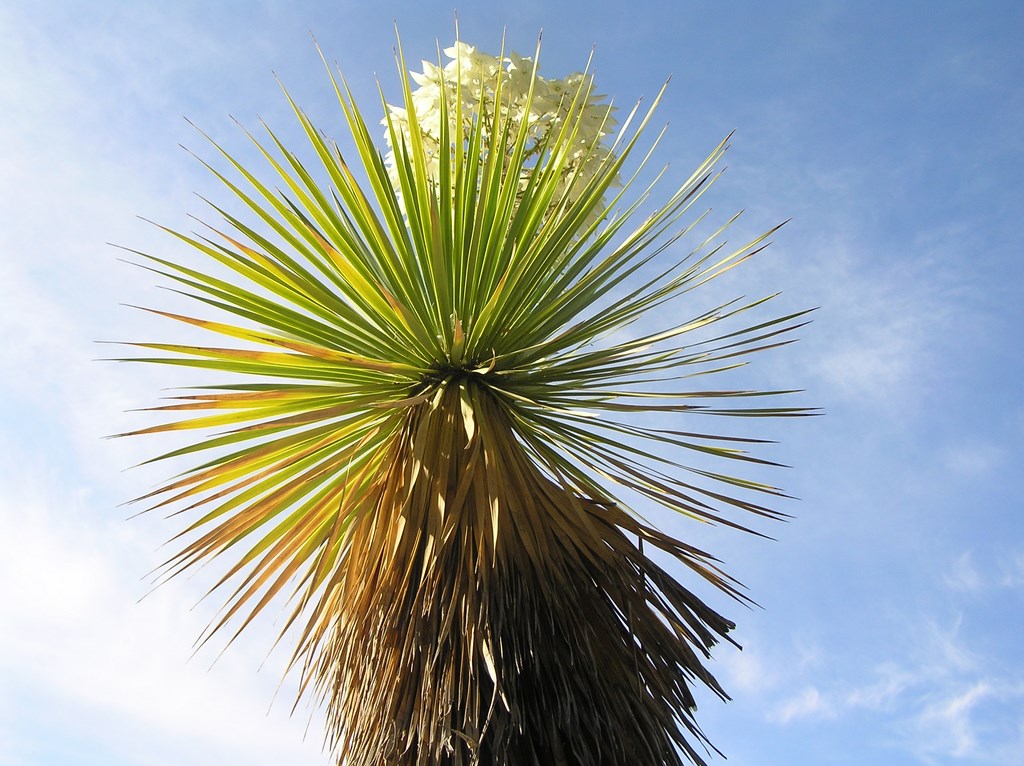 La plante du mois : Yucca rostrata