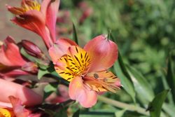 Alstroemeria