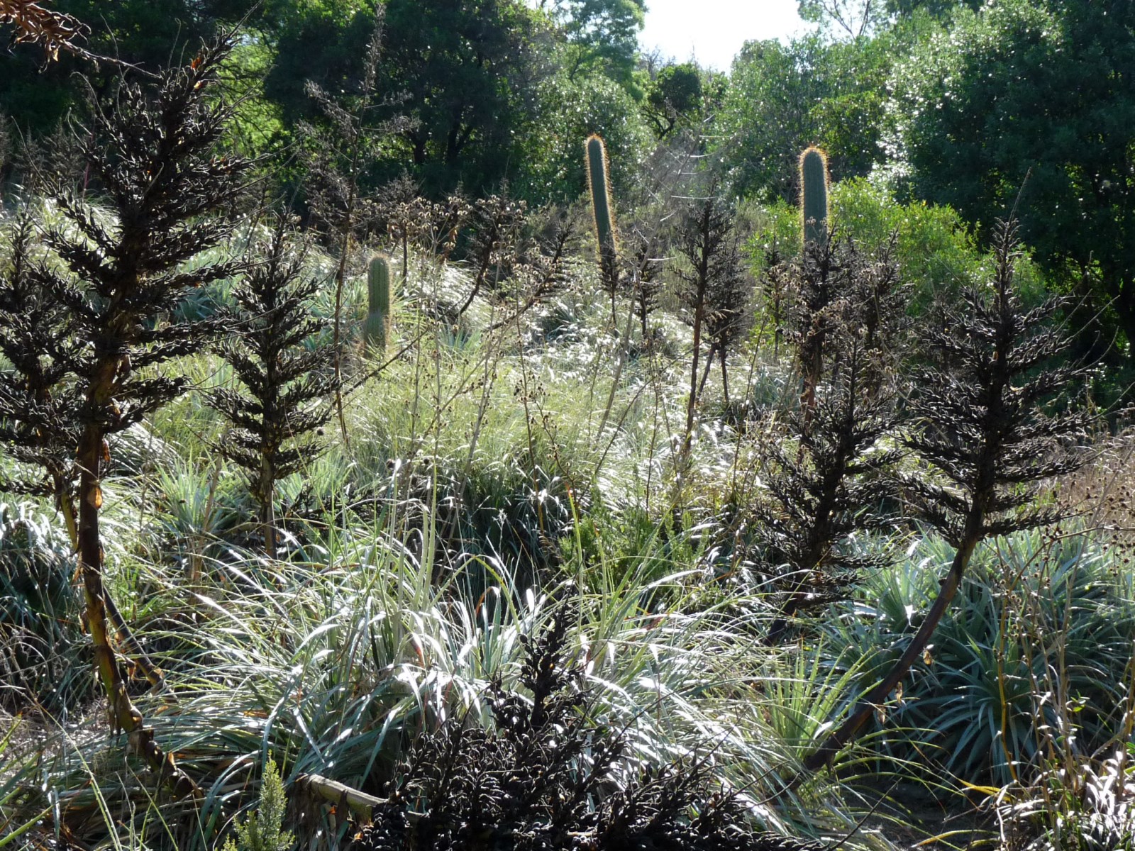 En ce moment au Jardin : Gondwana se prépare…