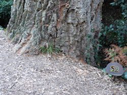 Les feuilles tombées à terre forment un tapis au pied du majestueux chêne-liège