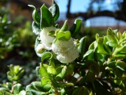 Floraison du Luma chequen (myrthe du Chili)