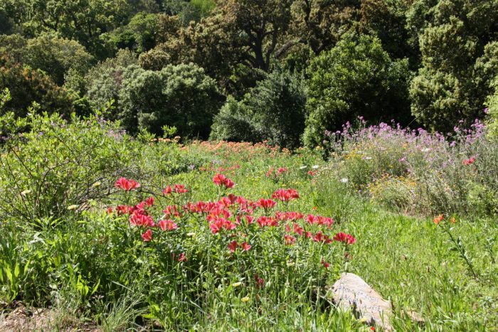 Floraison printanières des alstroemères dans le jardin du Chili d'altitude