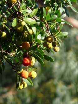 Fruits de l'Arbutus unedo