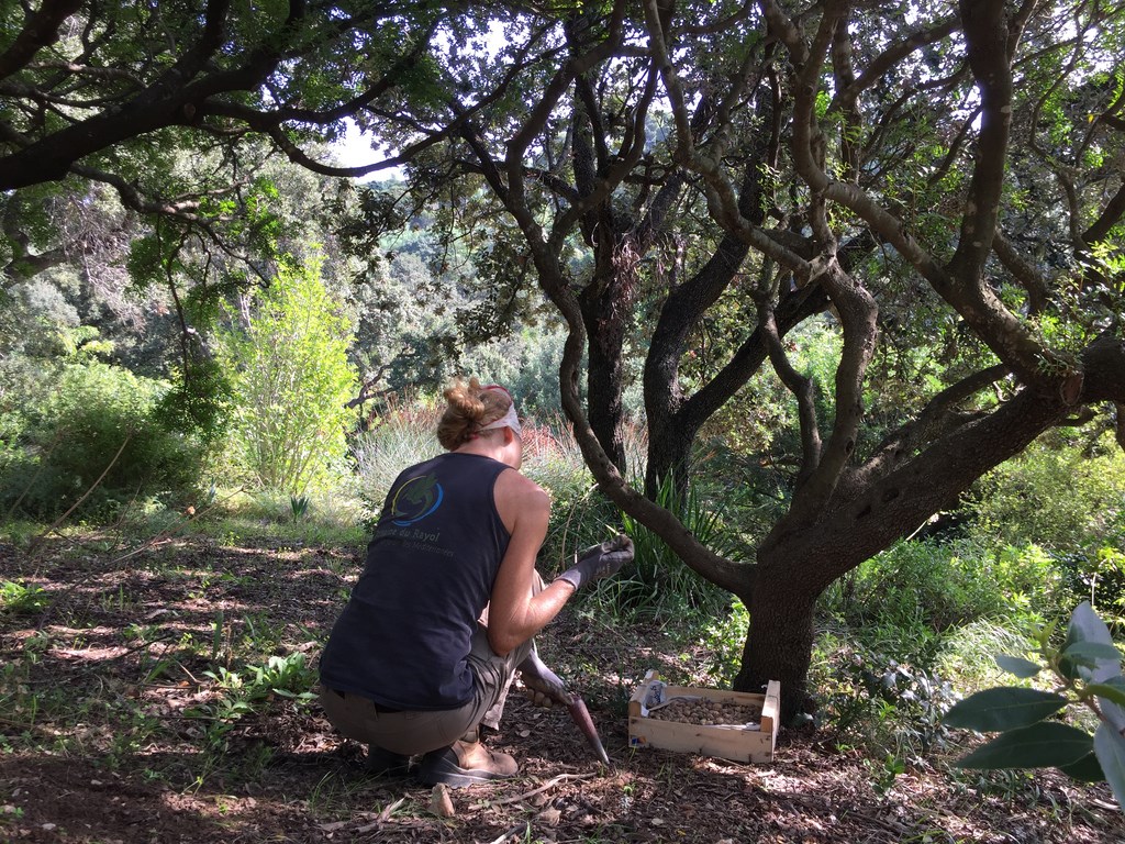 Le conseil des jardiniers : penser aux bulbes