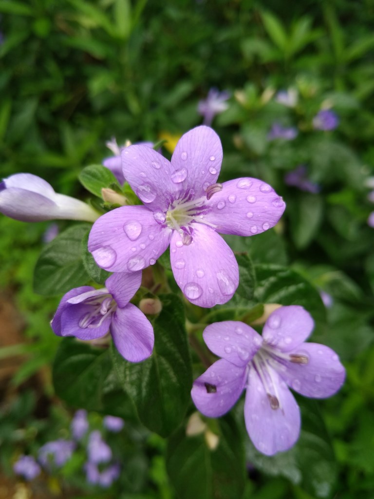 La plante du mois : Barleria obtusa