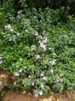 Barleria obtusa