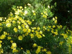 Euryops en fleur dans le jardin d'Afrique du Sud