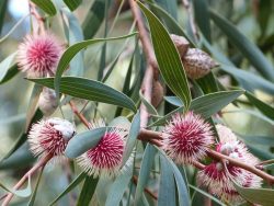 Fleurs d'Hakea laurina, dans le jardin d'Australie