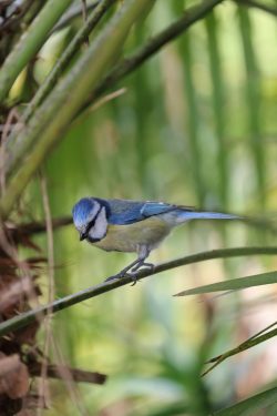 Mésange bleue