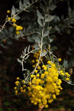 Acacia podalyriifolia