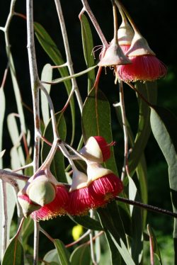 Eucalyptus caesia