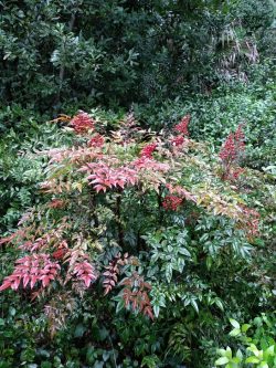 Nandina domestica port