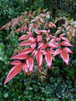 Nandina domestica feuilles