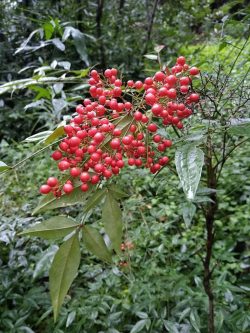 Nandina domestica fruits