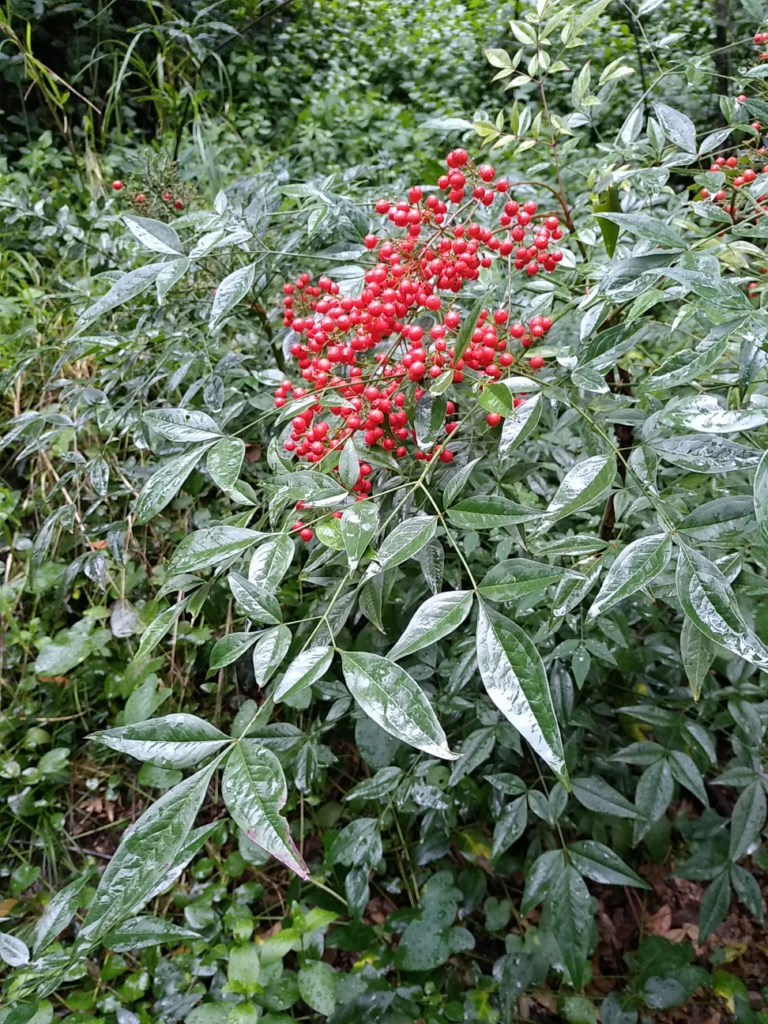 La plante du mois : Nandina domestica