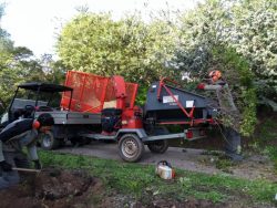 Suppression de la haie jardin du Chili