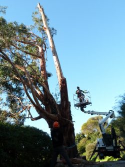 Elagage du grand eucalyptus