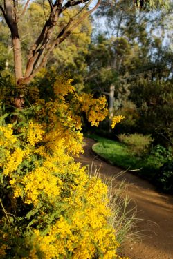 Mimosas dans le jardin d'Australie