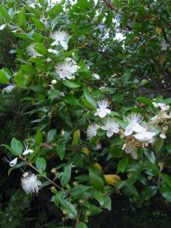 Myrtus communis