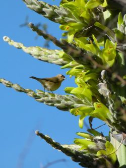 Puya chilensis