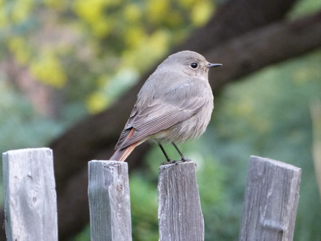 En ce moment au jardin : déjà, un petit air de printemps…