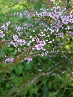 Thryptomene saxicola