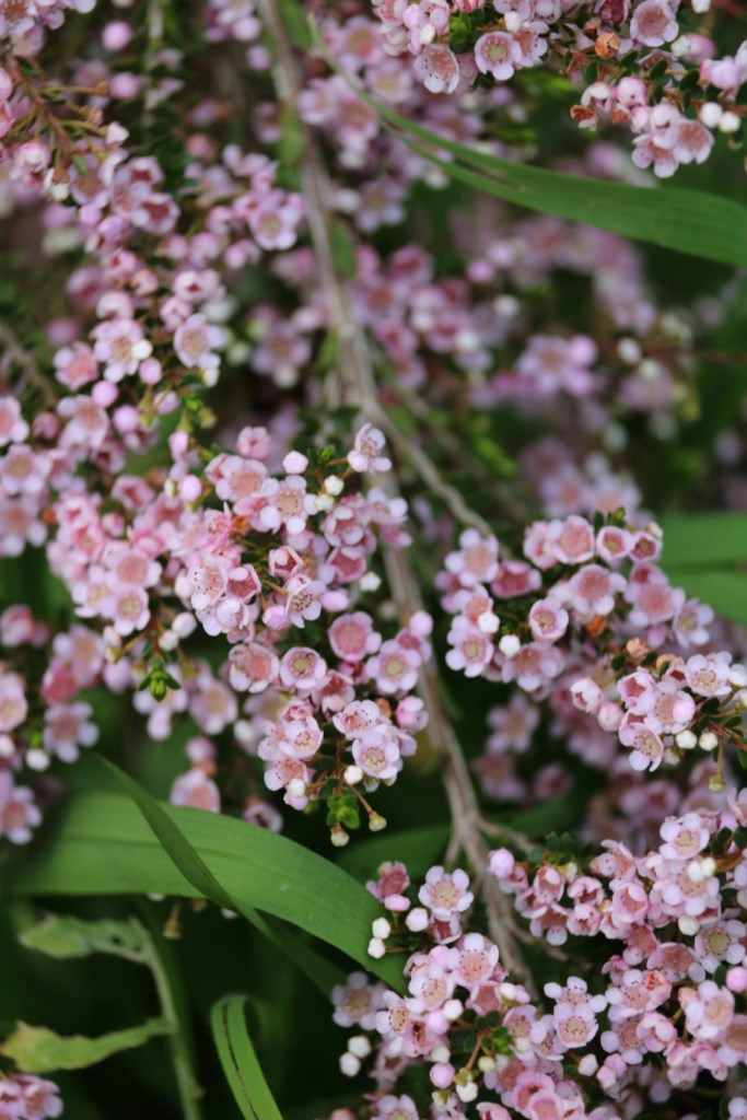 La plante du mois : Thryptomene saxicola