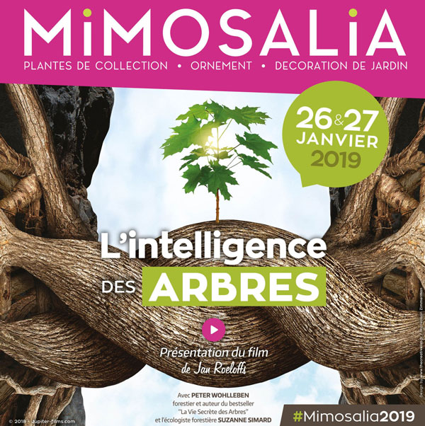 La Route du Mimosa passe par le Domaine du Rayol