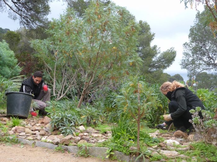 Désherbage manuel dans le jardin des Canaries