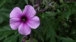 Geranium maderense