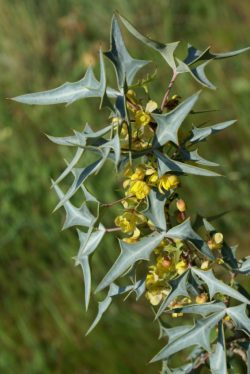 Mahonia trifoliata