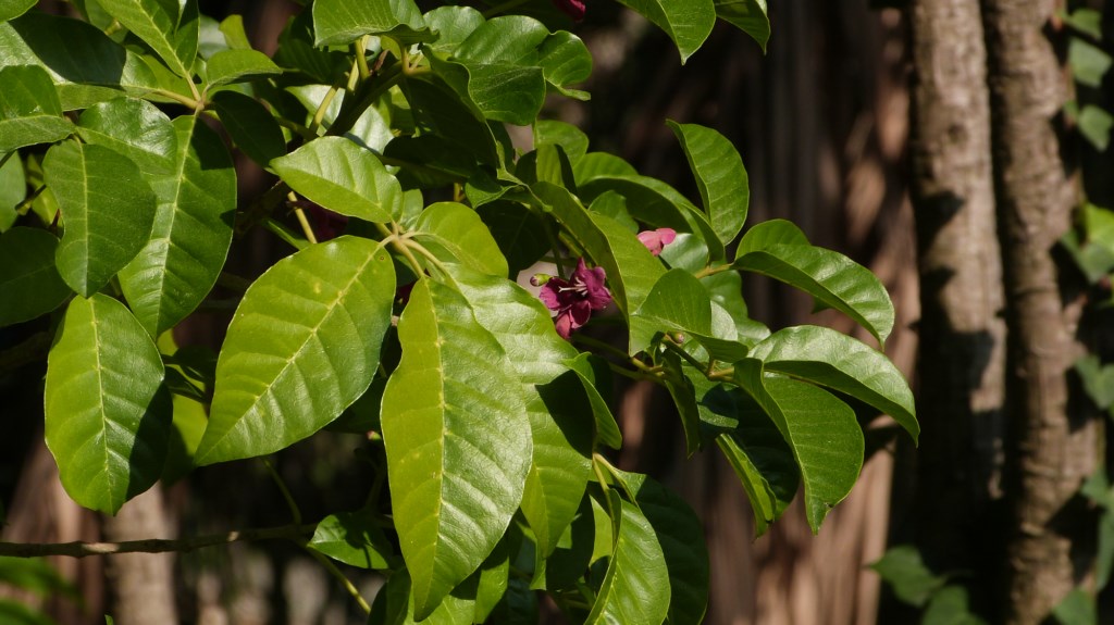 La plante du mois : Vitex lucens