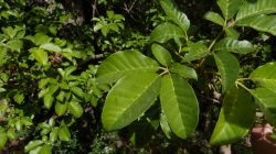 Vitex lucens