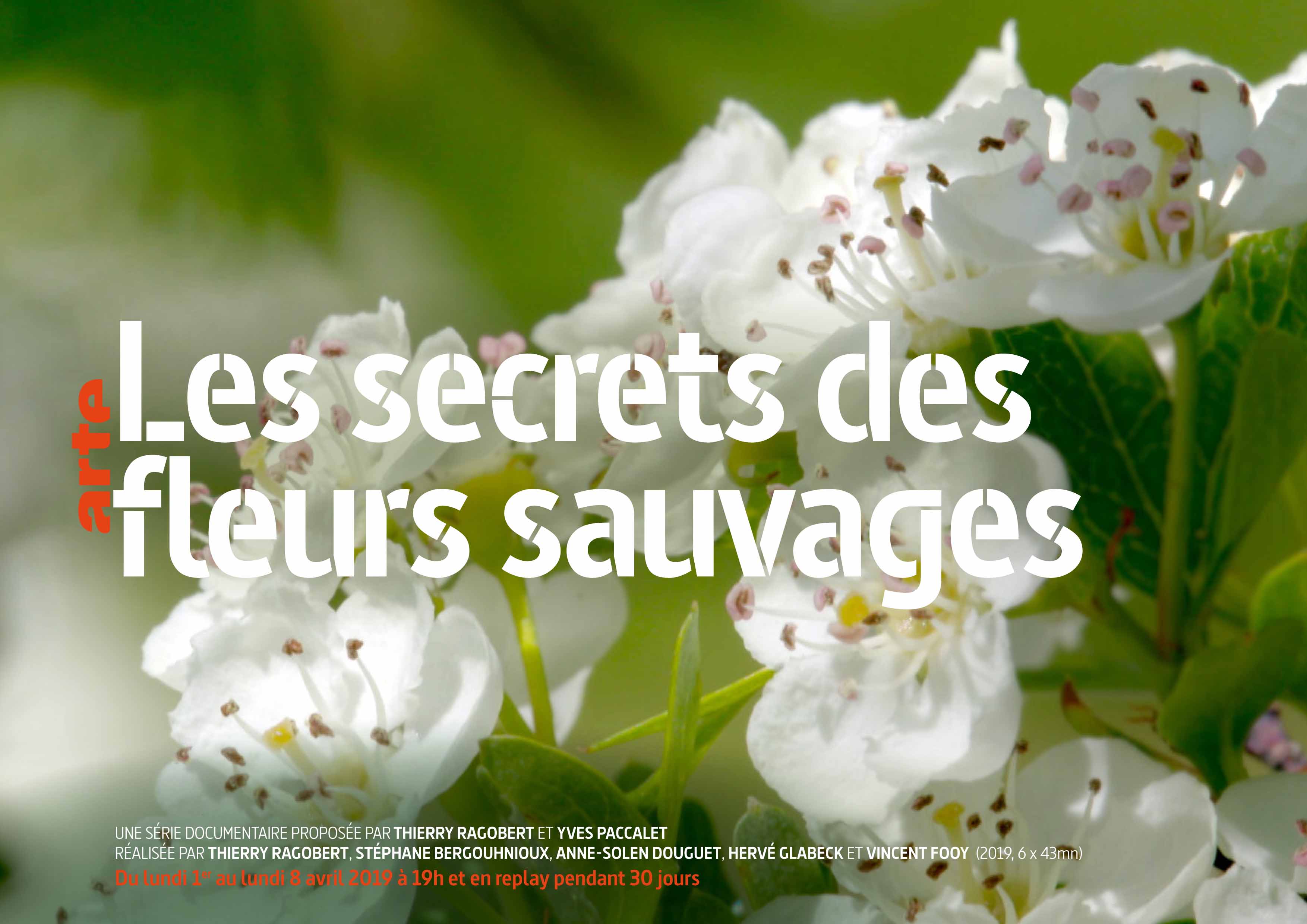 “Les secrets des fleurs sauvages” au Domaine du Rayol sur ARTE