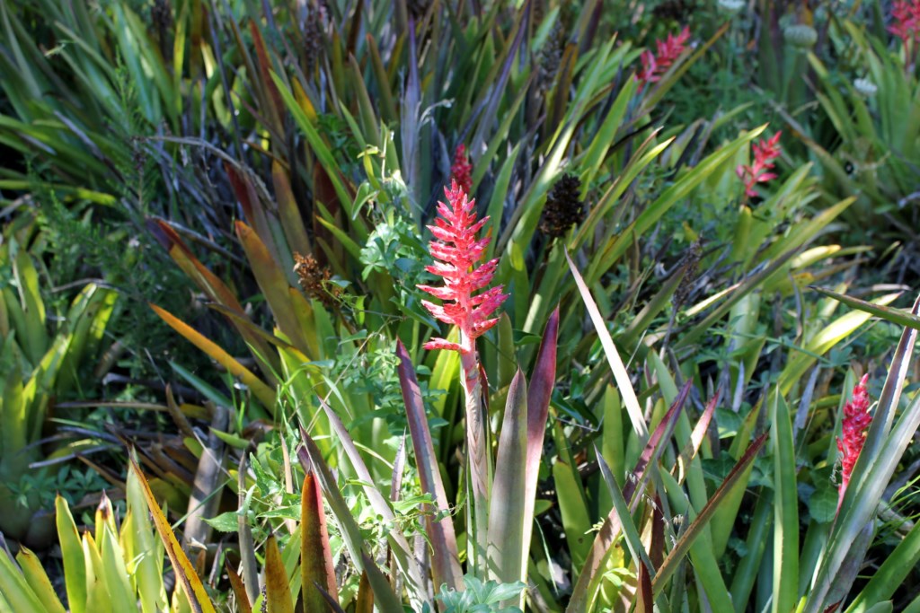 En ce moment au jardin : des fleurs, des fleurs, des fleurs…