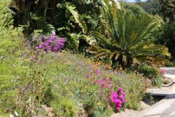 Jardin d'Afrique du Sud en fleur