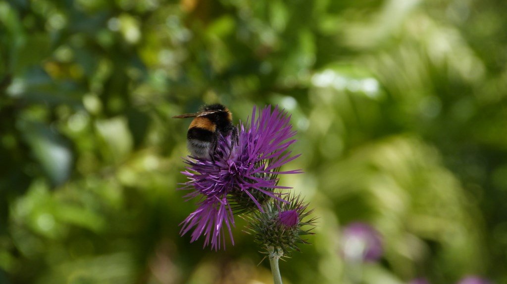 Humeur de jardinier : le vol du bourdon