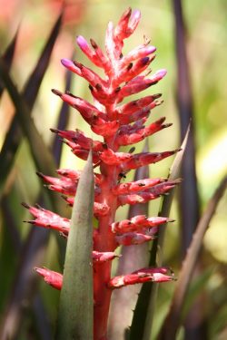 Aechmea distichantha