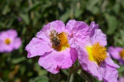 Fleurs de ciste