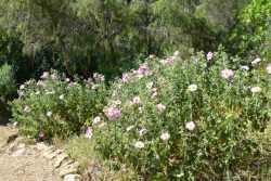 Colline des cistes