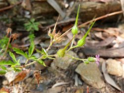 Geranium robertianum