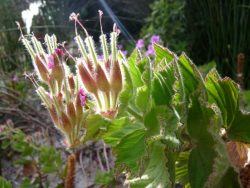 Pelargonium cuculatum