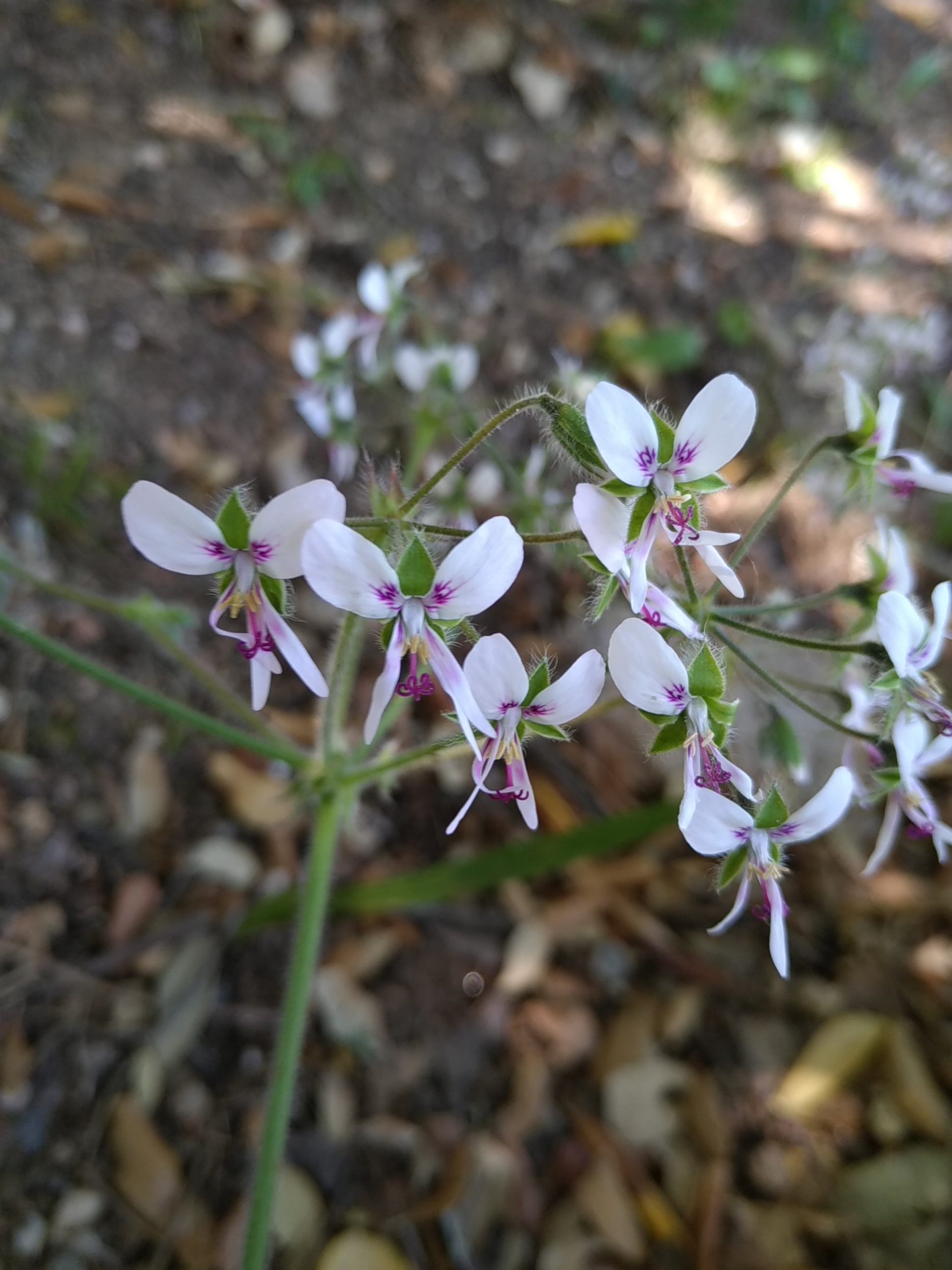 La plante du mois : Pelargonium tomentosum